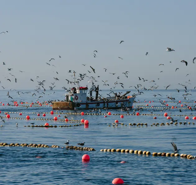 Seagulls flying above a fishing boat at sea